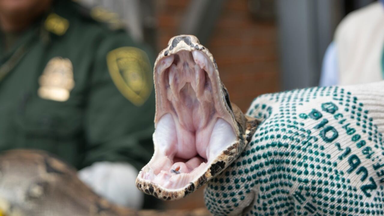 Boa constrictor recuperada en La Tebaida, Quindío.