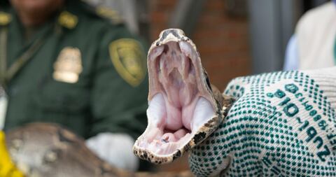 Boa constrictor recuperada en La Tebaida, Quindío.