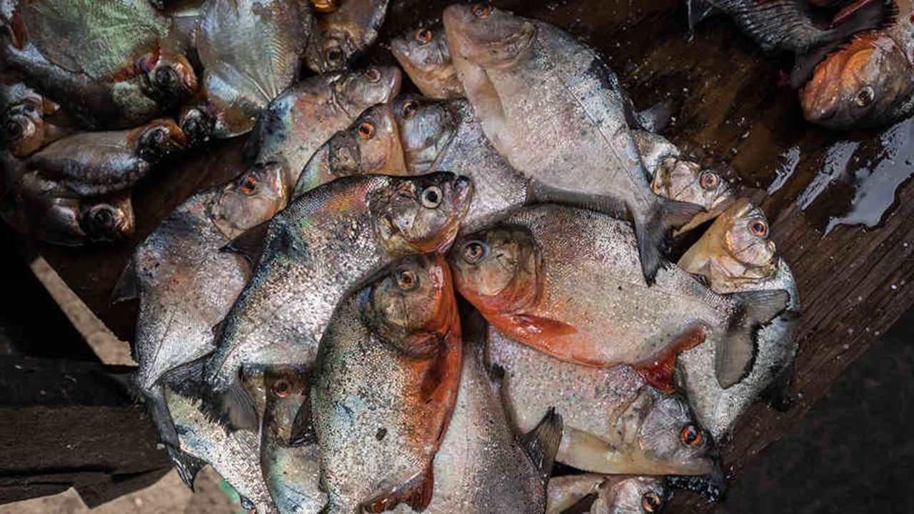 Este elemento puede producir dolores de cabeza, fatiga, alteraciones neurológicas y disminución del coeficiente intelectual.