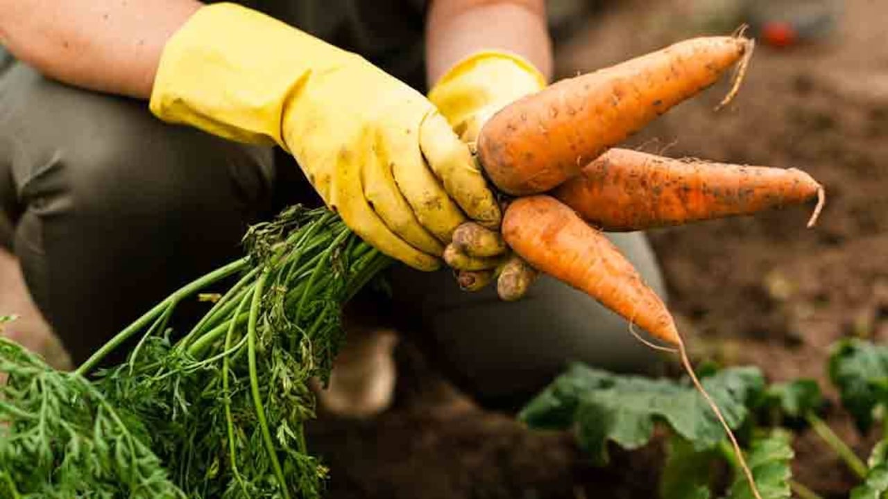 Plaz, la aplicación que conecta las plazas de mercado con los hogares