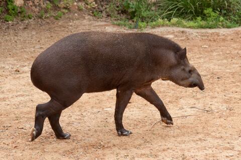 El tapir pertenece al mismo orden que los caballos, con los que están lejanamente emparentados, y los rinocerontes, que son sus parientes vivos más cercanos.