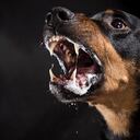 Rottweiler feroz ladrando loco sobre fondo negro