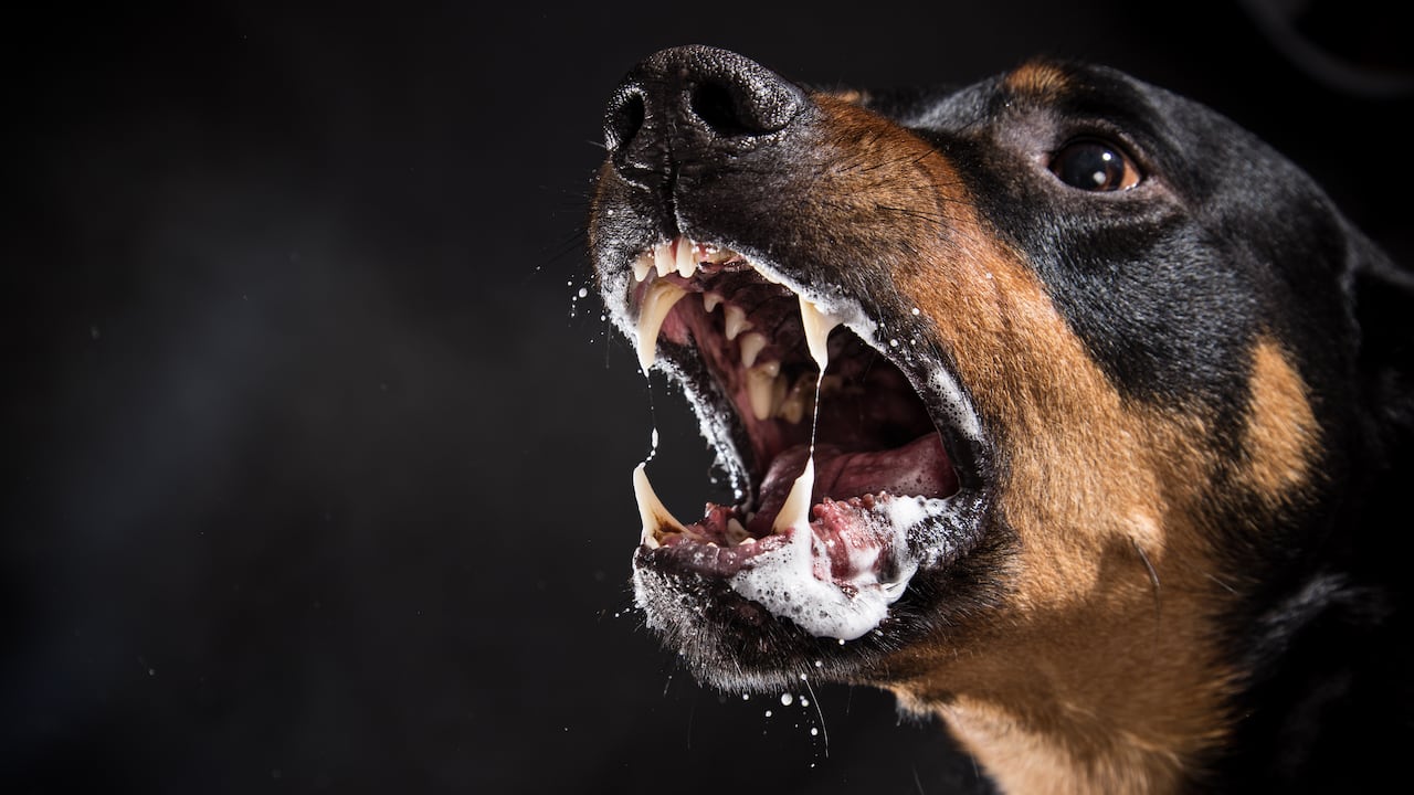 Los Rottweiler son una raza que debe circular con bozal.
