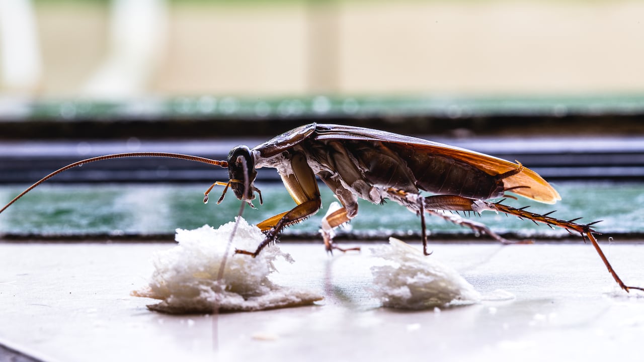 Las cucarachas se sienten atraídas por restos de comida que se posan en algunos electrodomésticos.
