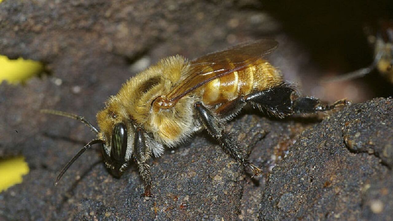 Abejas sin aguijón (Angelita)