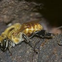 Abejas sin aguijón (Angelita)