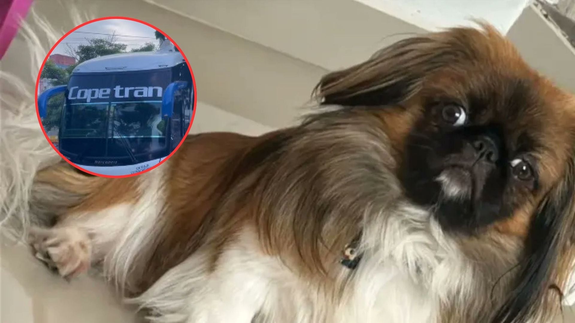 Maxi, el perro que murió en un bus de Copetran.