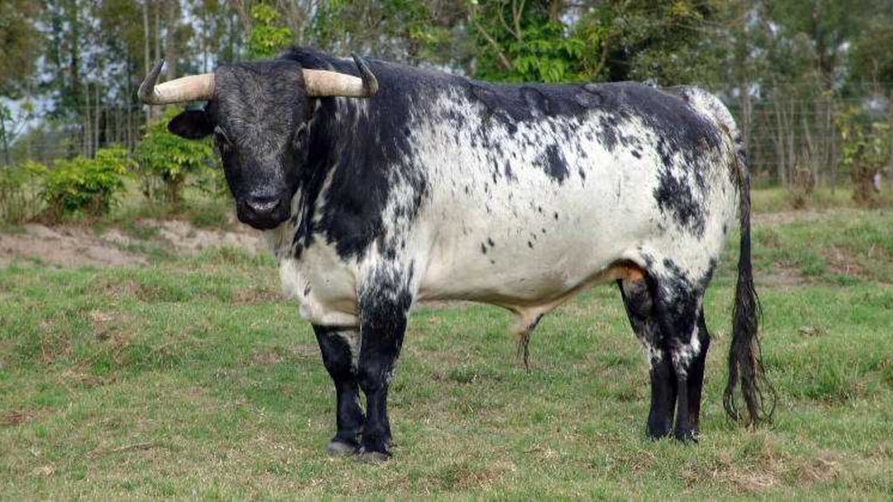 Uno de los toros de Guachicono que serán lidiados en Puente Piedra.