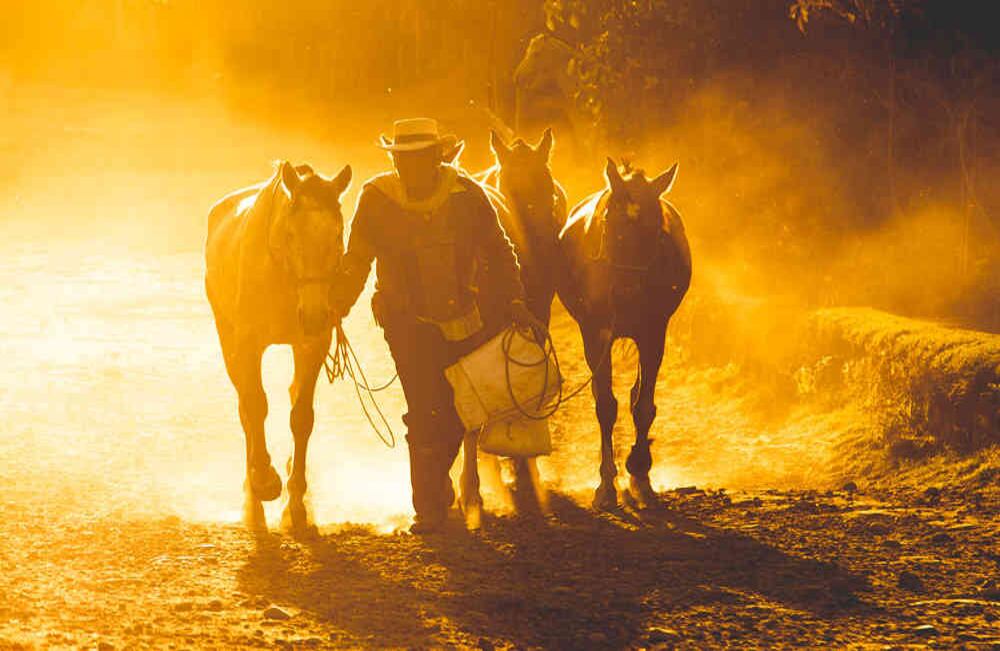 Arriero en el Valle del Cocora (Quindío). Foto: Daniel Arcila