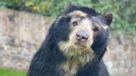 El oso de anteojos está presente en 22 de las 63 áreas protegidas del Sistema Nacional de Áreas Protegidas de Colombia. Foto: Zoológico Santa Cruz.