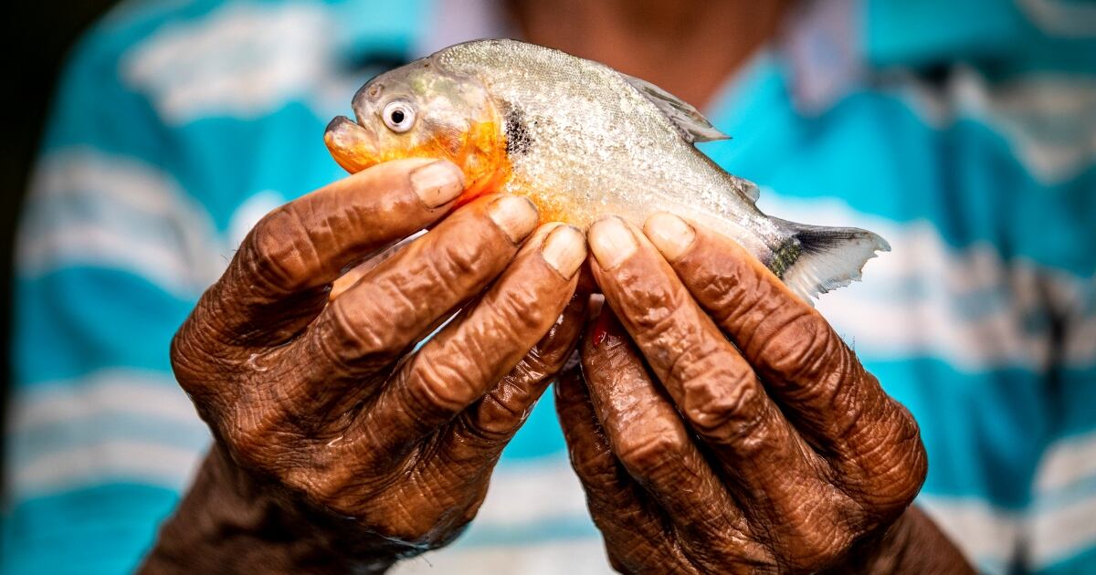 Piraña de agua dulce.