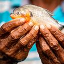 Piraña de agua dulce.