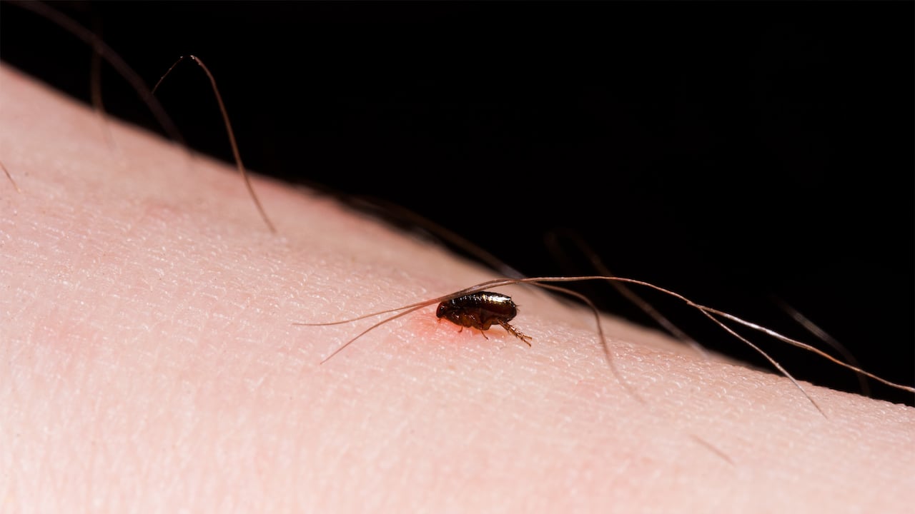 Las pulgas pueden ser un problema molesto y peligroso para la salud de las personas.