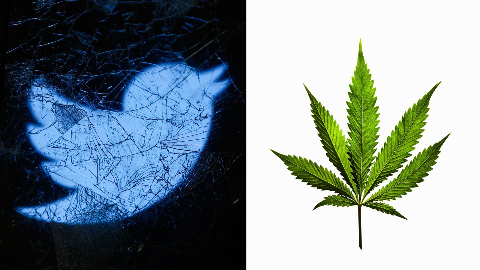 Twitter y Cánnabis.