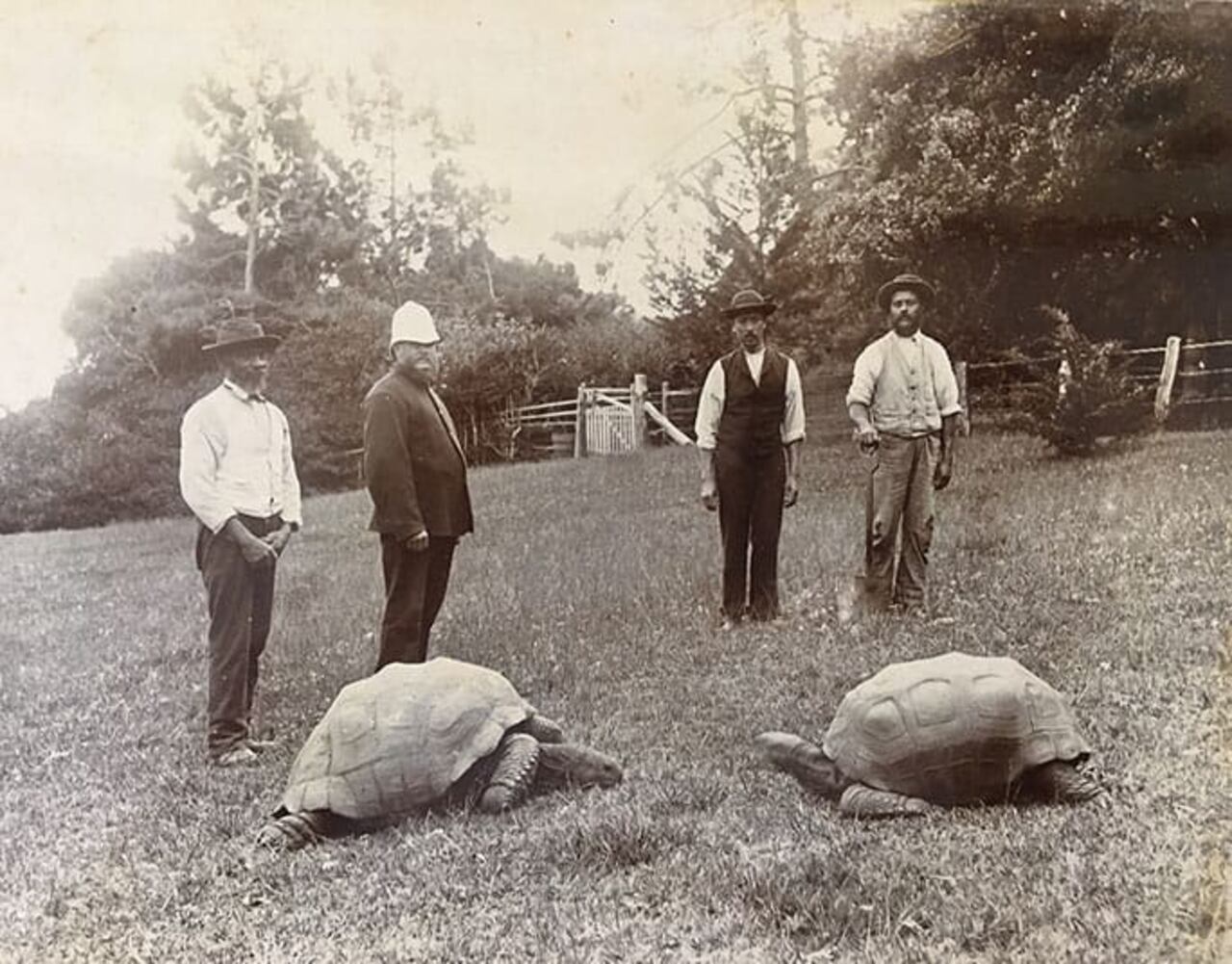 Jhonathan / Tortuga