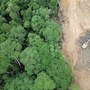 Inicio sesión. Vista aérea de drones del problema ambiental de la deforestación en Borneo