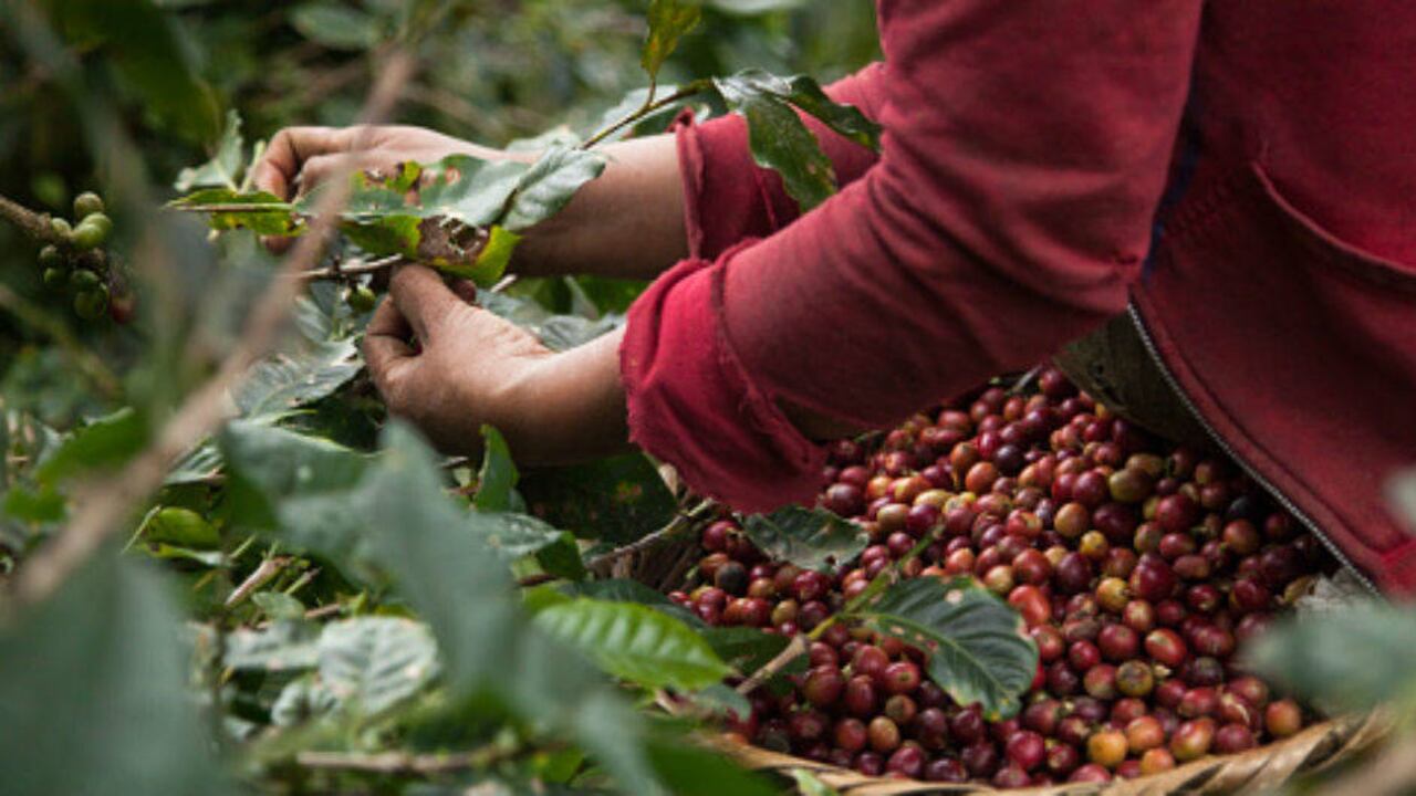 En el último año, la producción de café alcanzó 13,7 millones de sacos.