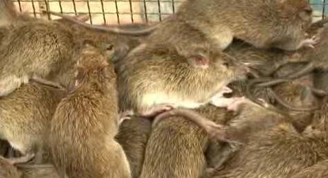 Una invasión de ratones obligó este martes a las autoridades australianas a comenzar a evacuar a cientos de presos de una cárcel de Nueva Gales del Sur, para reparar los daños causados por estos roedores.