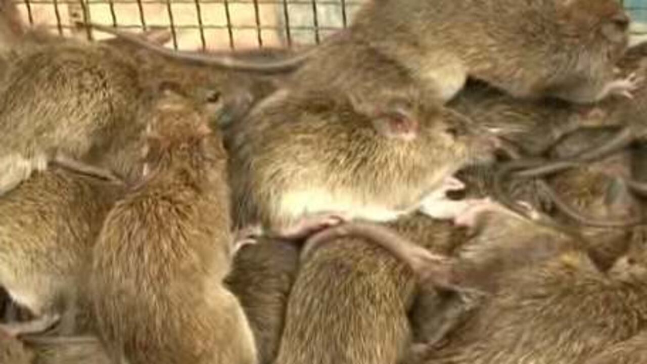 Hay mucha comida para ratas, con fruta madura y cultivos de cosecha, por lo que esta población está llegando a su punto máximo.