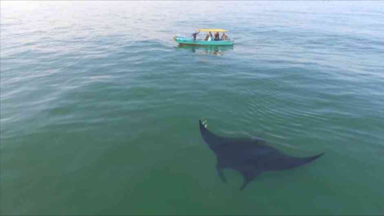 Conservacionistas peruanos apuestan por la supervivencia de las enormes mantarrayas. Los pescadores del lugar juegan un papel decisivo. Foto: DW