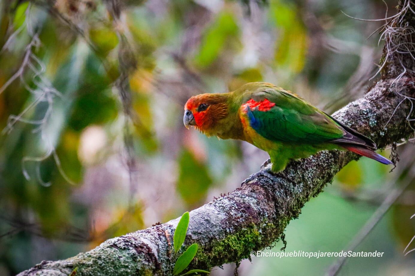 Encino, está ubicado en la provincia Guanentá.