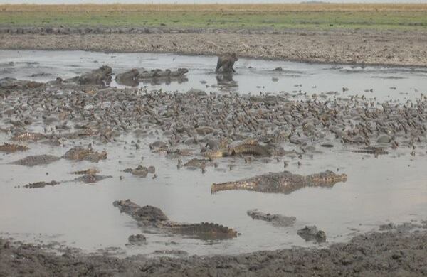 Al haber tan pocos recursos hídricos para subsistir, chigüiros, cocodrilos y tortugas se congregaron en un mismo estanque pequeño (Wilson Durán / laschivasdelllano.com). 