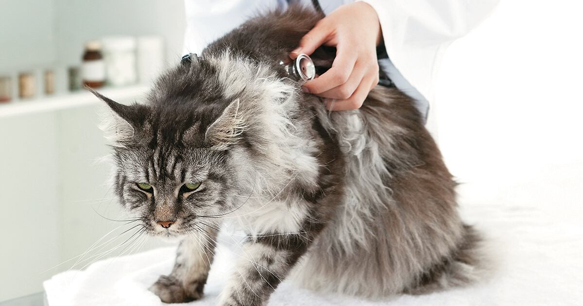 Esta es una enfermedad de alto riesgo para toda la población felina, pues además de ser contagiosa, afecta a gatos domésticos, salvajes, hembras y machos, adultos o jóvenes, sin excepción.