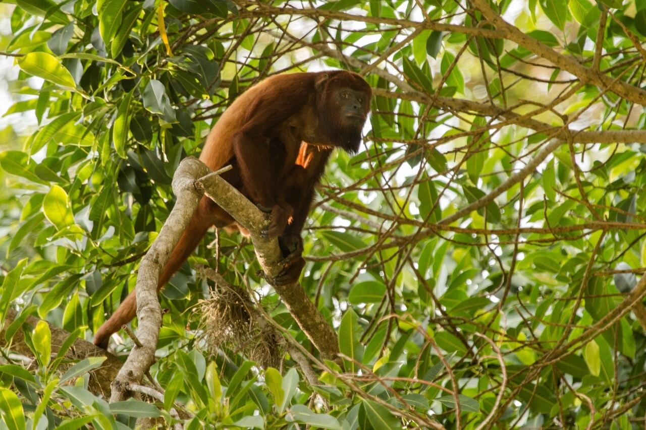 Actualización de la lista roja de mamíferos en Colombia