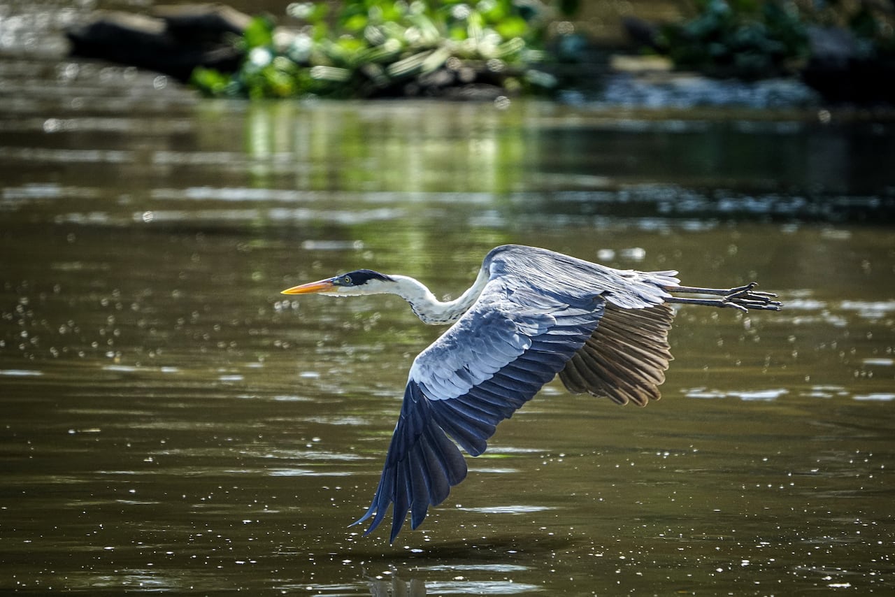 El garzón azul es un ave frecuente entre Guacarí y la Laguna de Sonso. De ahí el nombre de la ruta en barco que realiza la CVC: ‘El vuelo del garzón azul’.
Foto Jorge Orozco / El País