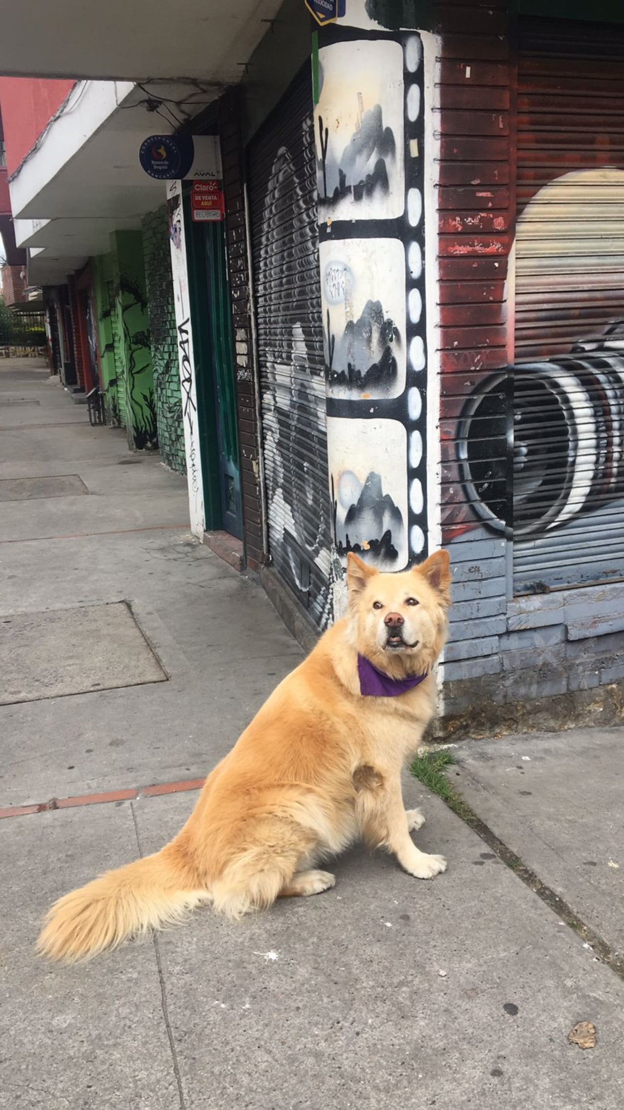 Asia, perrita desaparecida