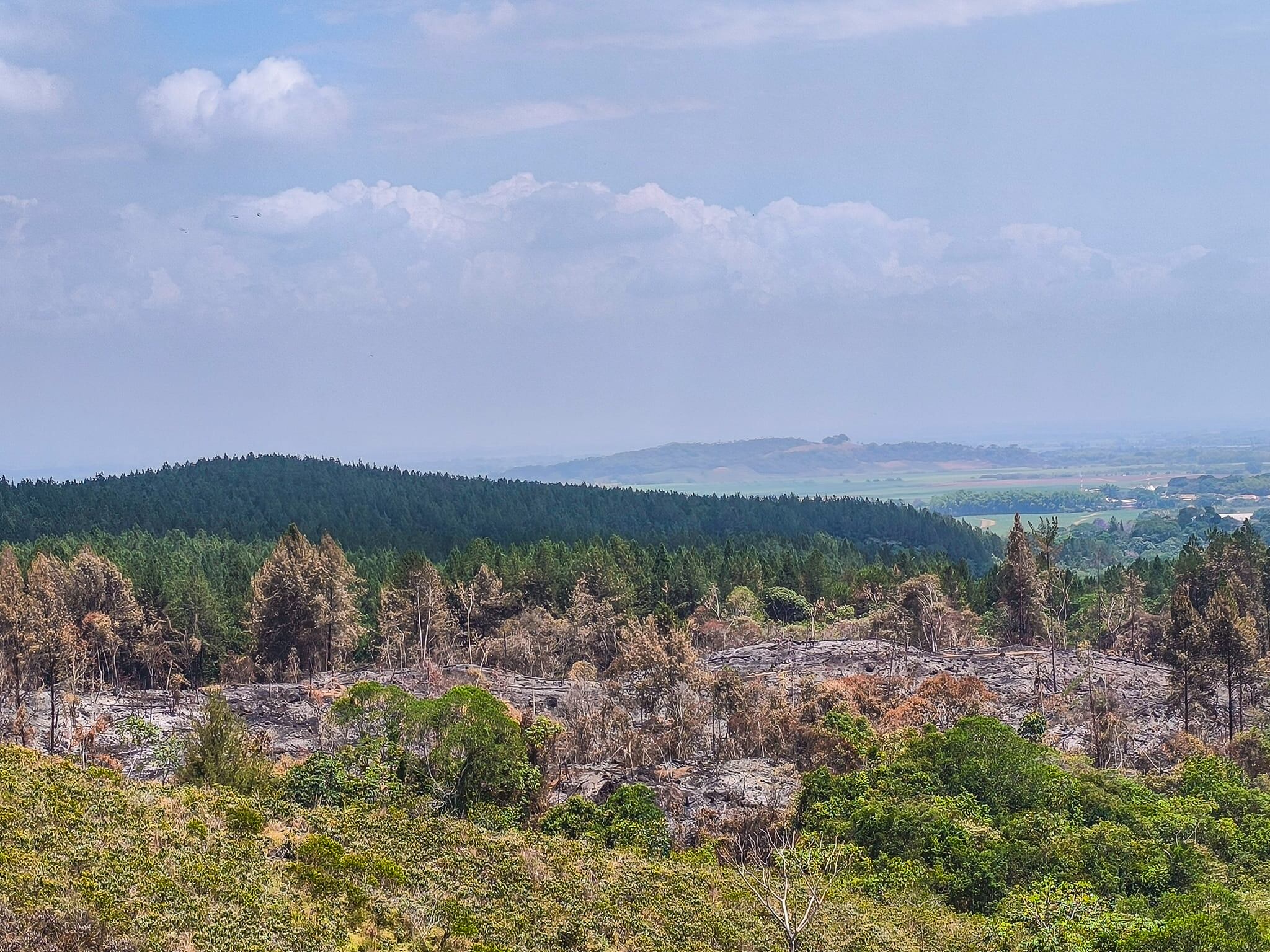 El bosque afectado se encuentra en una zona de restauración pasiva, lo que implica que la regeneración natural de las especies destruidas tardaría entre 10 y 15 años.