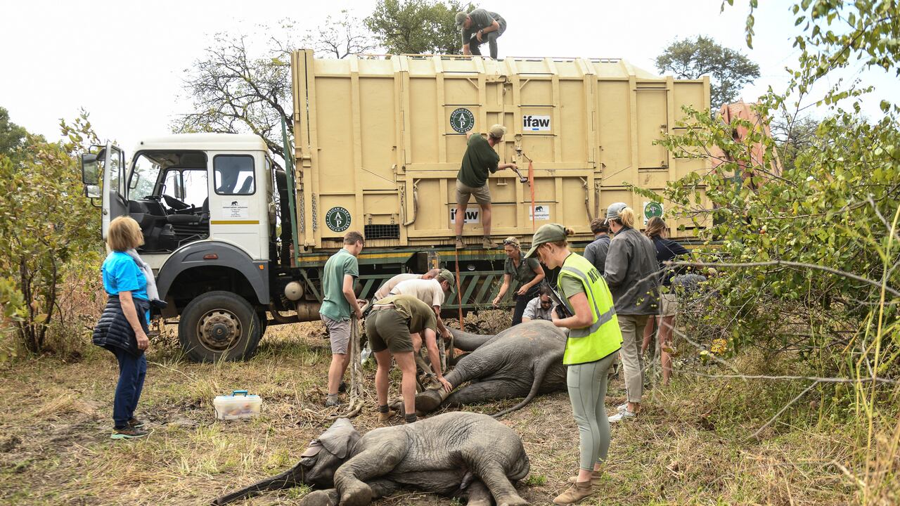 Parques Nacionales está trasladando más de 2500 animales salvajes de una reserva del sur a una en el norte del país para rescatarlos de la sequía. (Foto AP/Thoko Chikondo, archivo)
