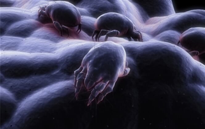 Estos animales se multiplican con facilidad en ambientes cálidos y húmedos.