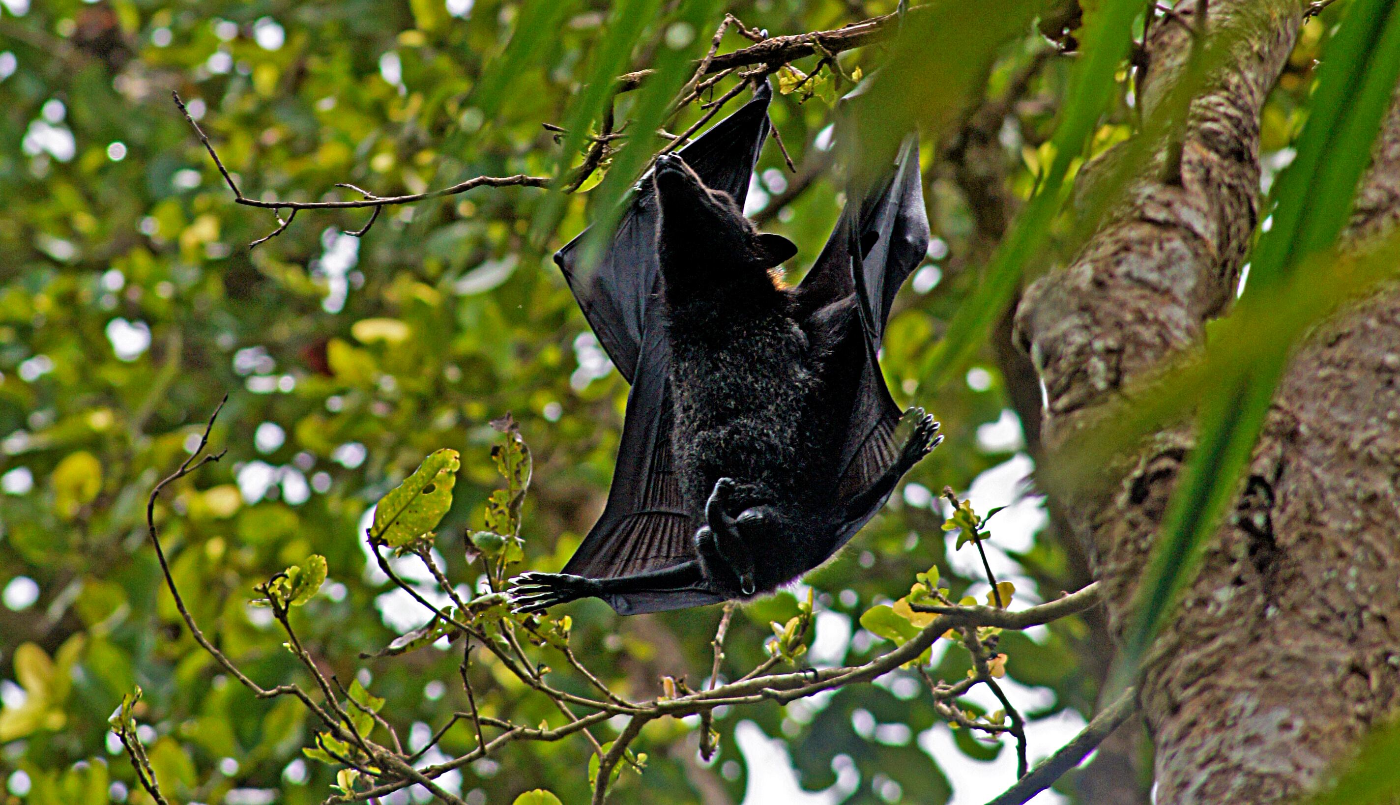 Murciélago de Wahlberg