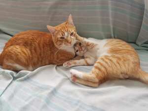 A propósito del Día Internacional del Gato, los usuarios de El País compartieron más de 400 fotos a través de Facebook, instagram y Twitter. Aquí les compartimos las 25 más tiernas.