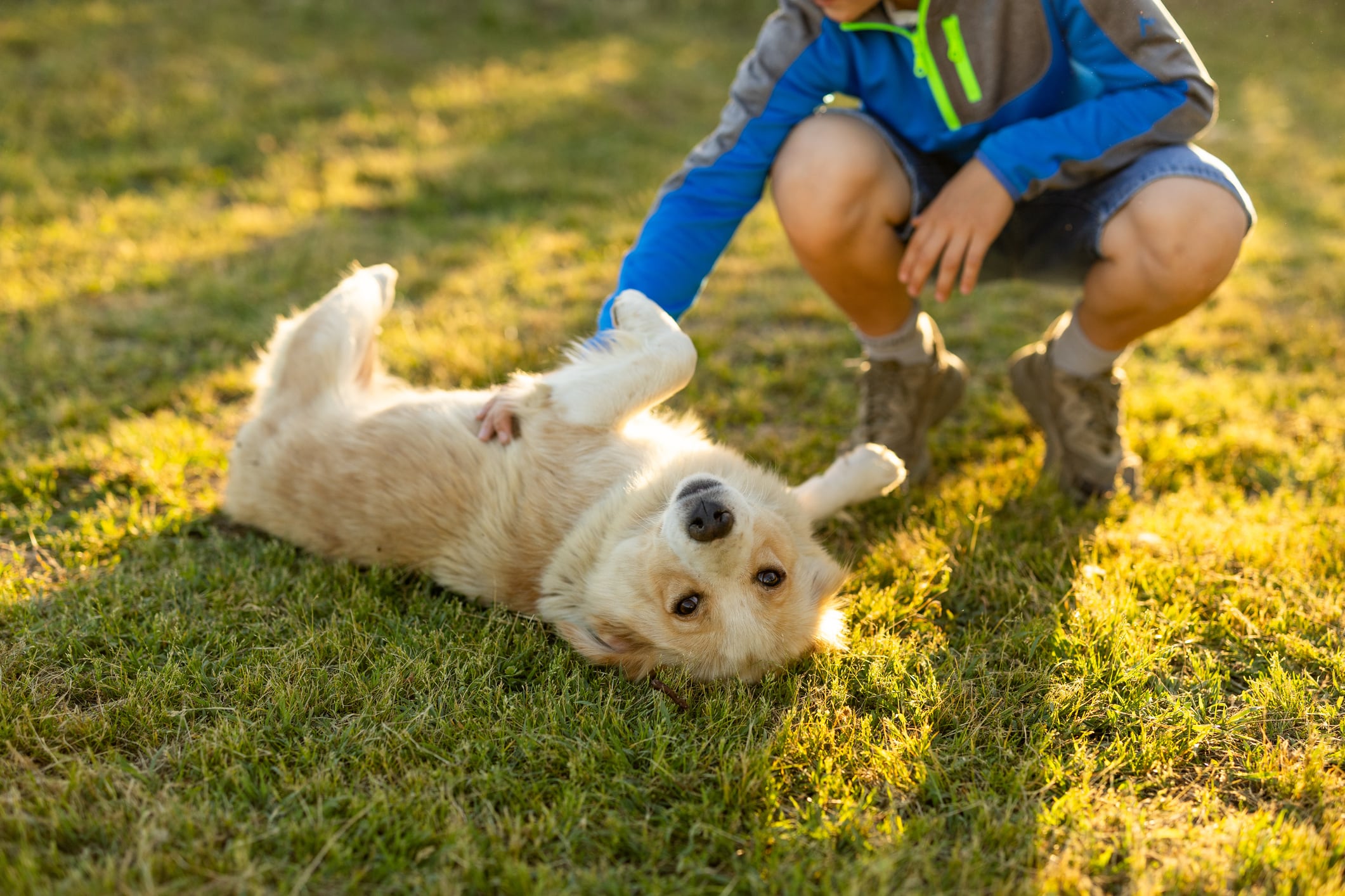 La postura boca abajo de un perro deja ver su vulnerabilidad y confianza.