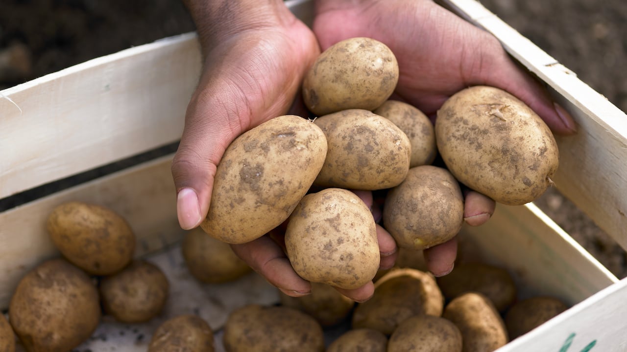 La papa es uno de los productos más comunes en las cocinas colombianas.