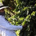 En pocos días, 25 caficultores del Tolima irán a Chiapas, el mayor productor de café en México y el segundo exportador mundial de café orgánico.