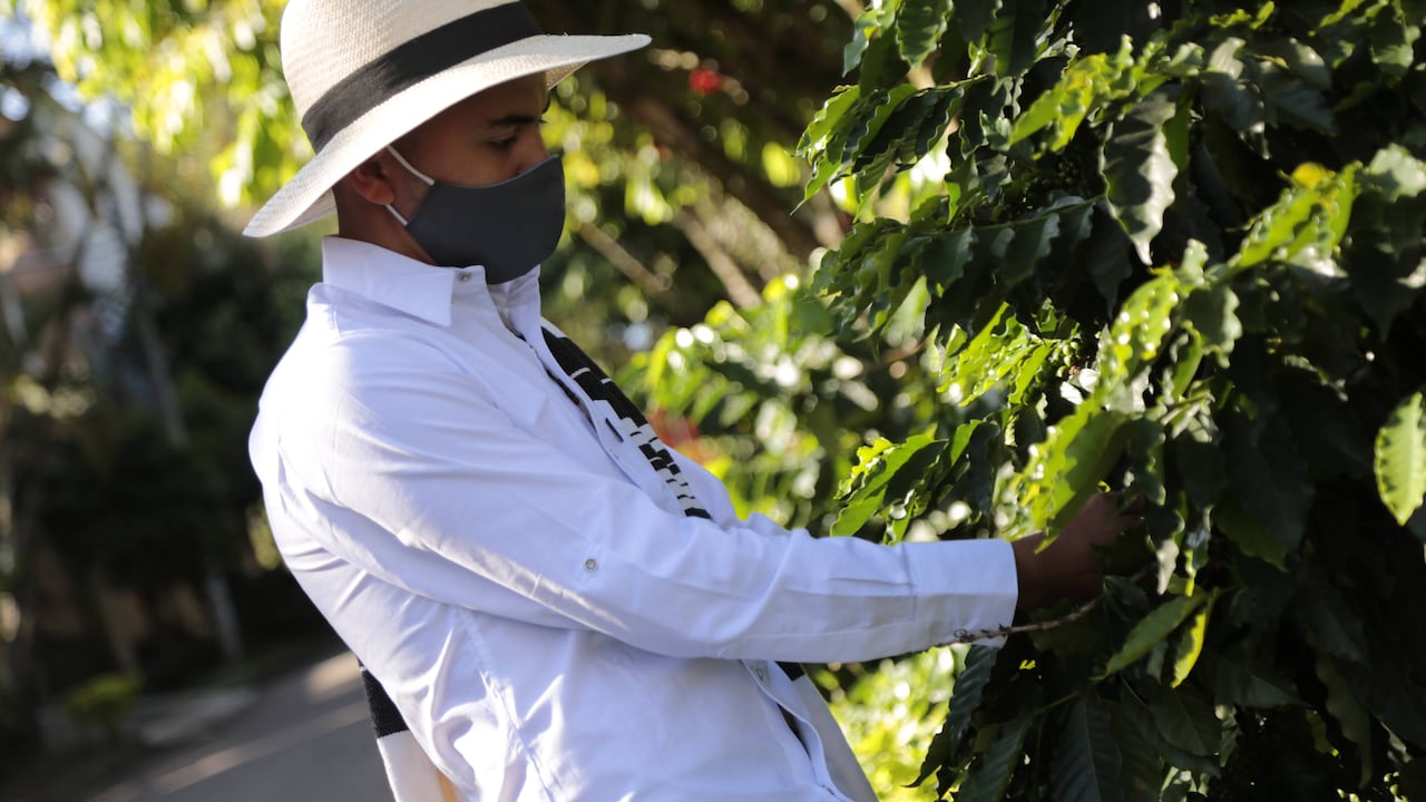 En pocos días, 25 caficultores del Tolima irán a Chiapas, el mayor productor de café en México y el segundo exportador mundial de café orgánico.
