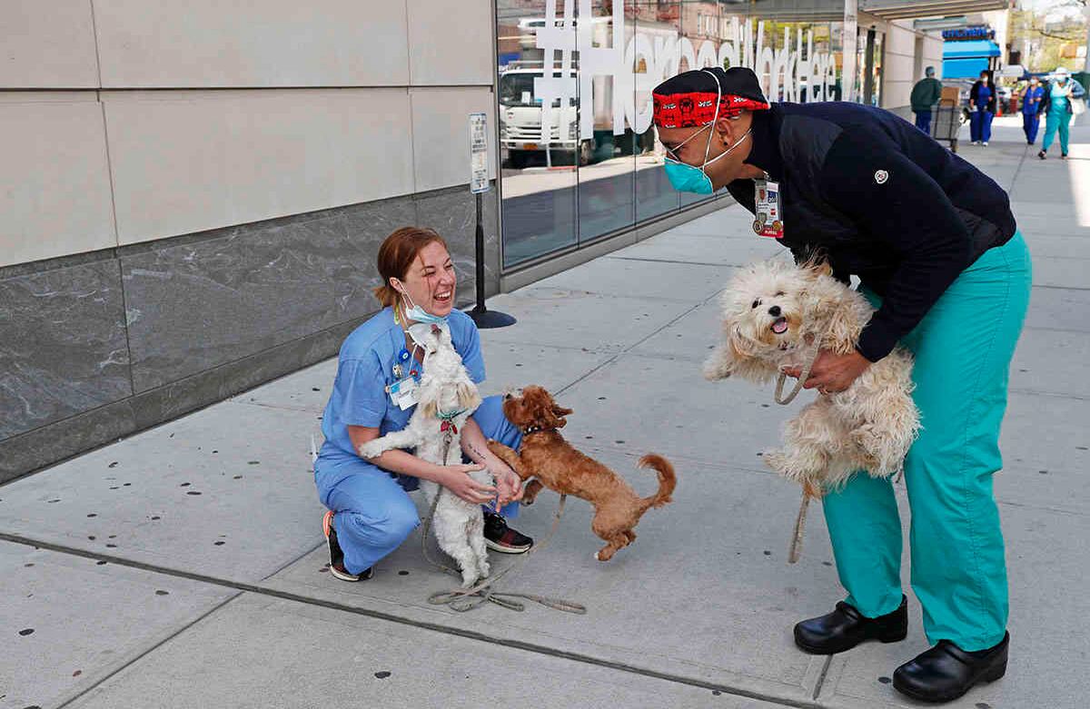 Brandon Biolsi, enfermero de la sala de emergencias de Mount Sinai-Queens, sostiene a su perro Mily mientras dos de sus otros perros, Milo y Mia, saludan a un colega en la acera frente al hospital. Su esposo llevó a las mascotas para que la visitaran durante una pausa para almorzar, el jueves 7 de mayo de 2020, en Nueva York. Biolsi y su marido llevaron a los perros a dar un paseo por un parque cercano. Dijo que traer a los perros al hospital es bueno para él y bueno para otras enfermeras, también. Foto: Kathy Willens / AP.