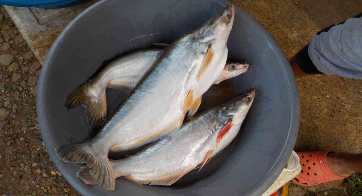 Estudio sobre pez basa en Colombia