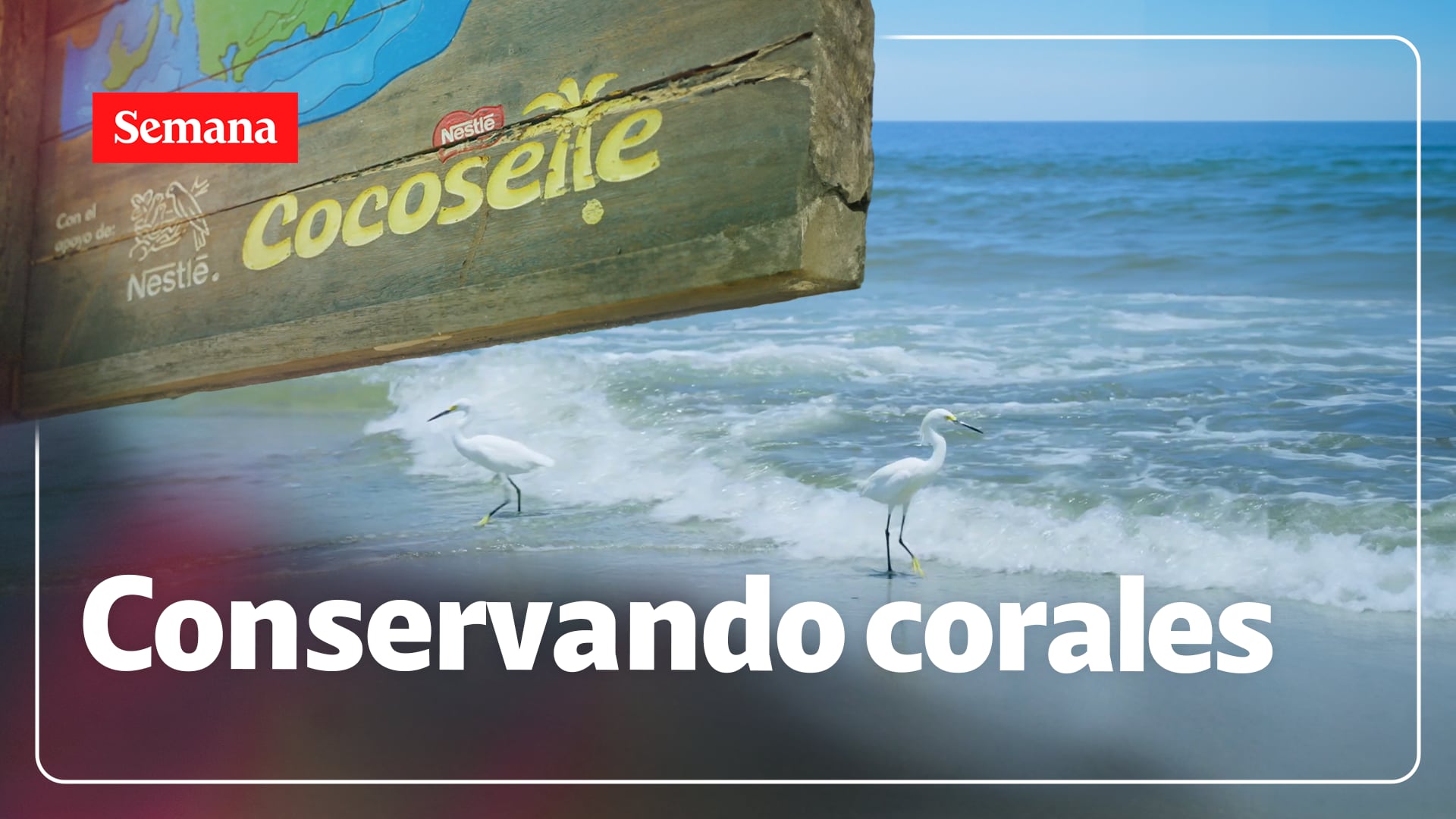 Cocosette® y su cruzada por recuperar los arrecifes del Caribe. ¿De qué se trata?