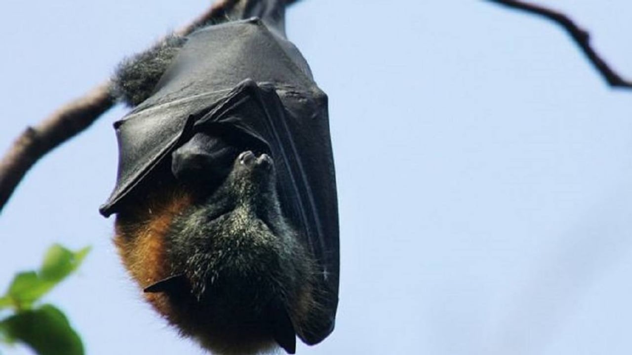 Los murciélagos pueden vivir hasta 40 años. Foto: Huw Evans Picture Agency-vía BBC
