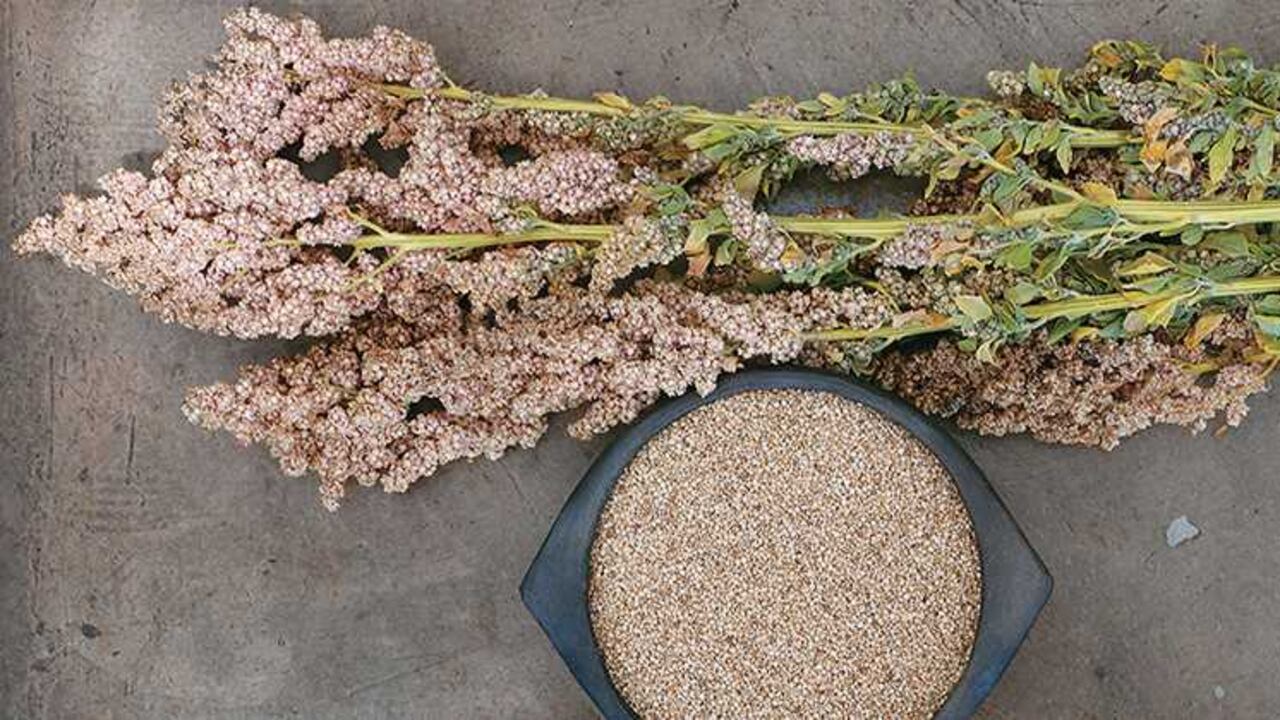 La quinua es una planta ancestral con muchas propiedades benéficas para el cuerpo.