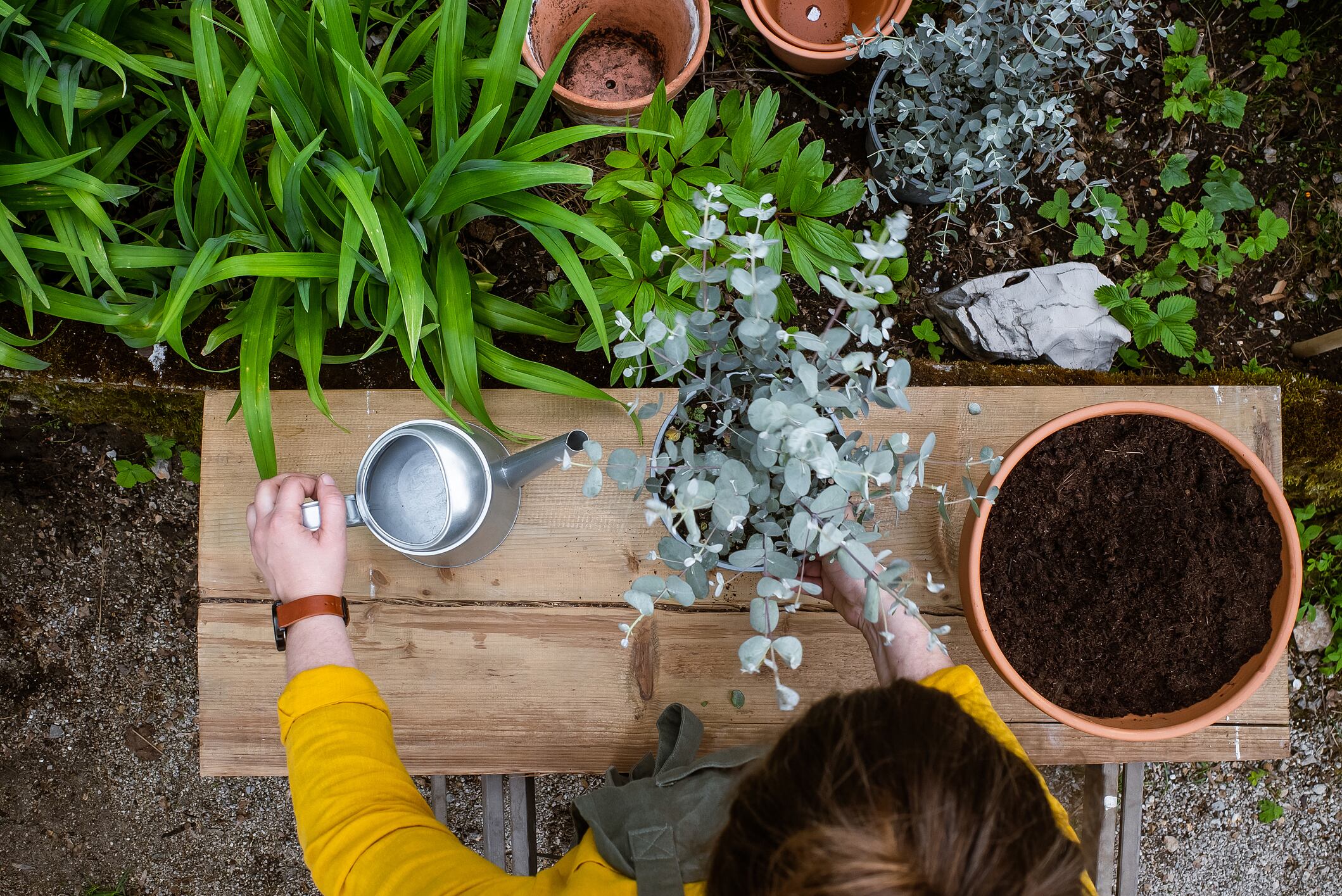 Woman working in the garden, potting a eucalyptus tree
