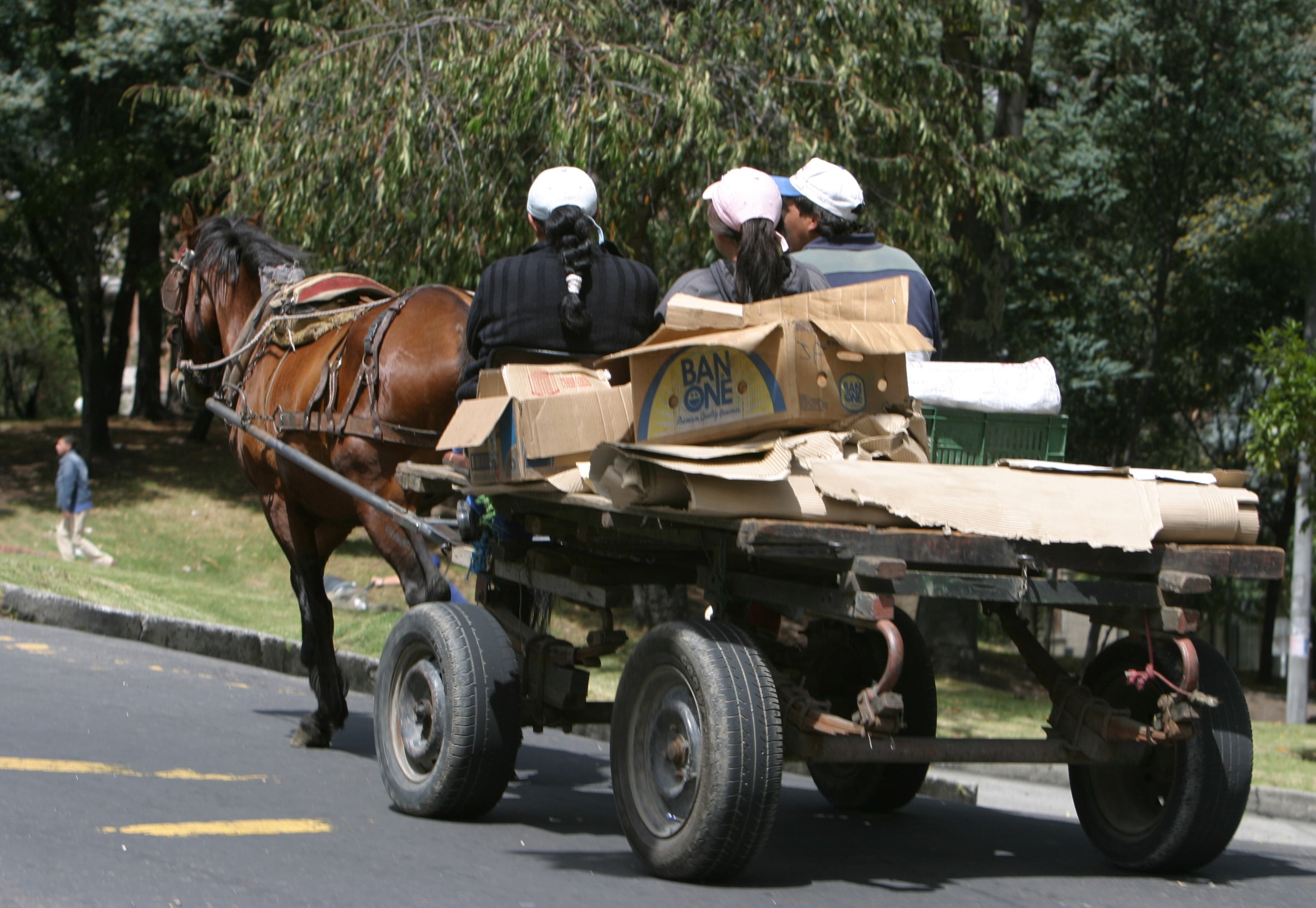 ZORRA.
BOGOTA, AGOSTO 31 DE 2007
FOTO: ALEJANDRO ACOSTA - REVISTA DINERO