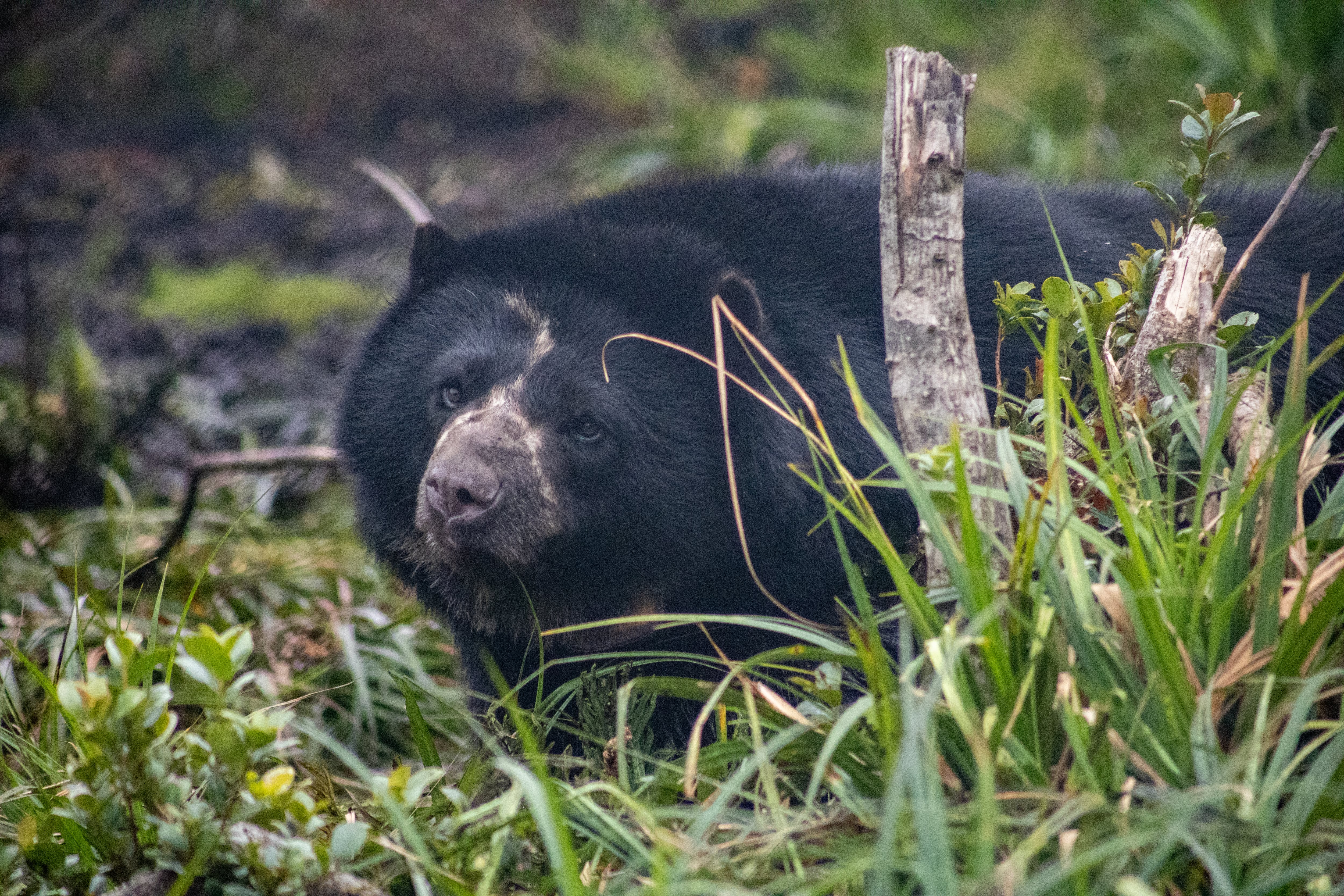 Los monitoreos realizados en 2024 muestran que el oso andino usa con frecuencia el hábitat del Parque. La probabilidad de presencia en las áreas evaluadas es alta (75%) y, aunque no siempre es fácil detectarlo, existe evidencia suficiente para confirmar su presencia continua.