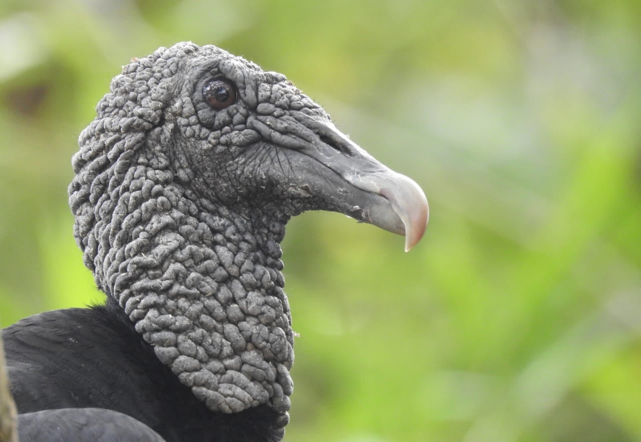Cada especie cumple un papel irremplazable dentro de la biodiversidad y cualquier acto de maltrato afecta el equilibrio de los ecosistemas.