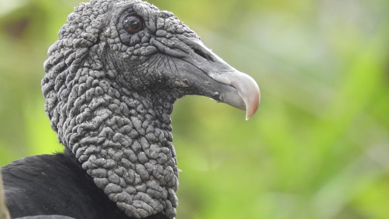 Cada especie cumple un papel irremplazable dentro de la biodiversidad y cualquier acto de maltrato afecta el equilibrio de los ecosistemas.