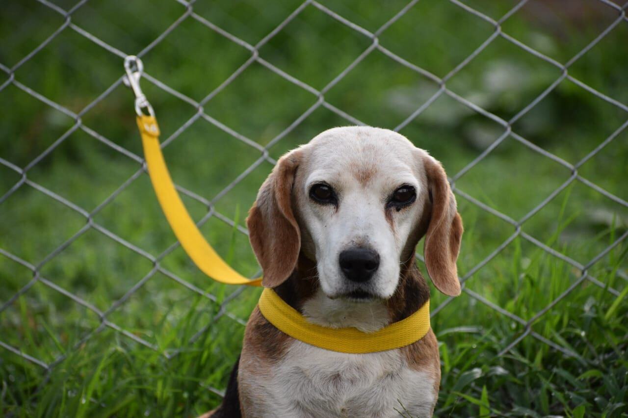 Cecilia, perra maltratada por su dueño
